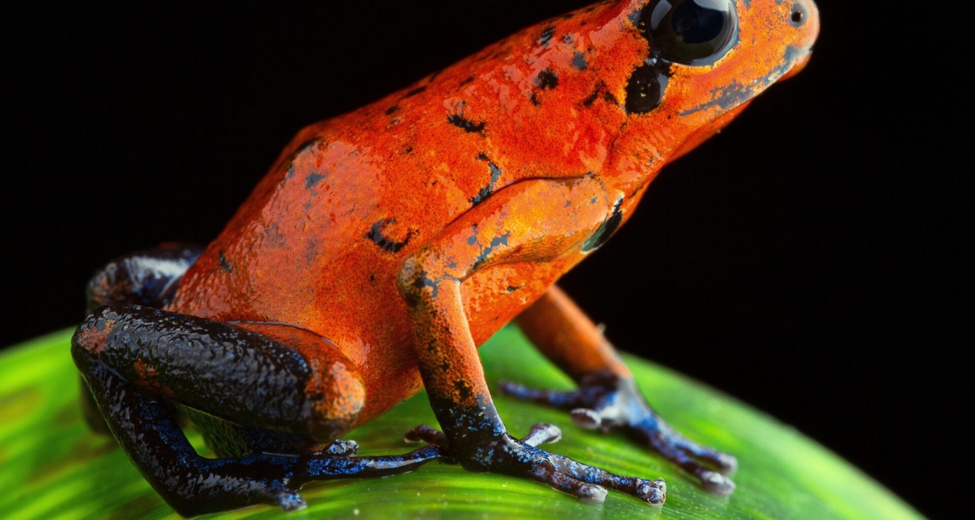 Wasps and frogs evolved identical pain toxins independently