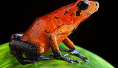 Wasps and frogs evolved identical pain toxins independently