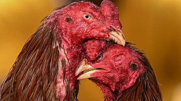 Man Arrested Over Cock Fighting Event In Monaghan
