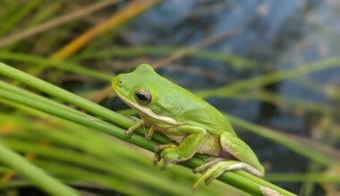 The ‘Croak’ Conundrum: Parasites Complicate Love Signals in Frogs