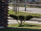 Daylight comparison, telephoto camera (10x): Galaxy S25 Ultra - 230mm, f/3.4, ISO 50, 1/719s (4000x3000px) - Galaxy S26 Ultra vs. Galaxy S25 Ultra