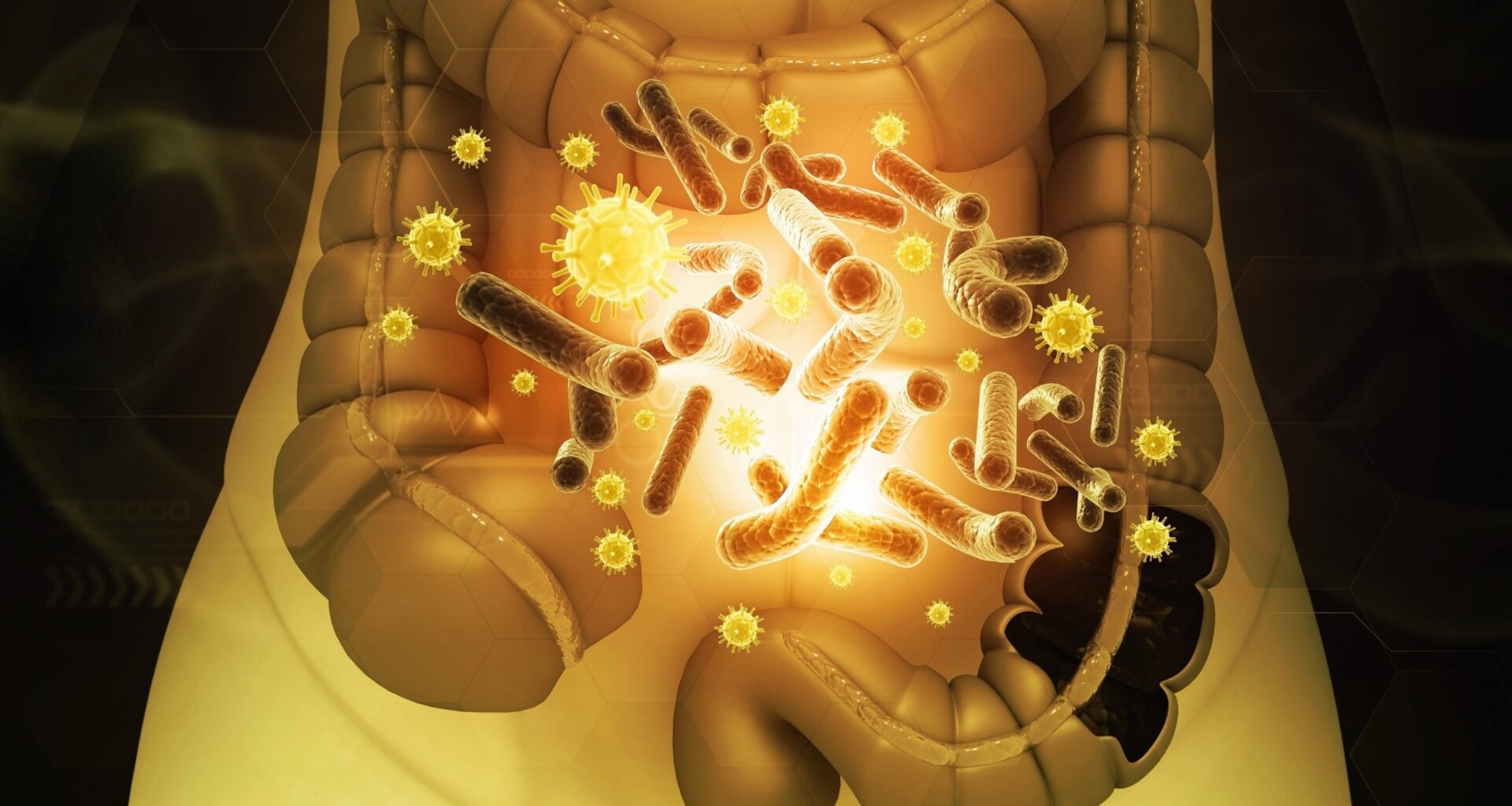 Gut bacteria linked to stronger muscles and better fitness