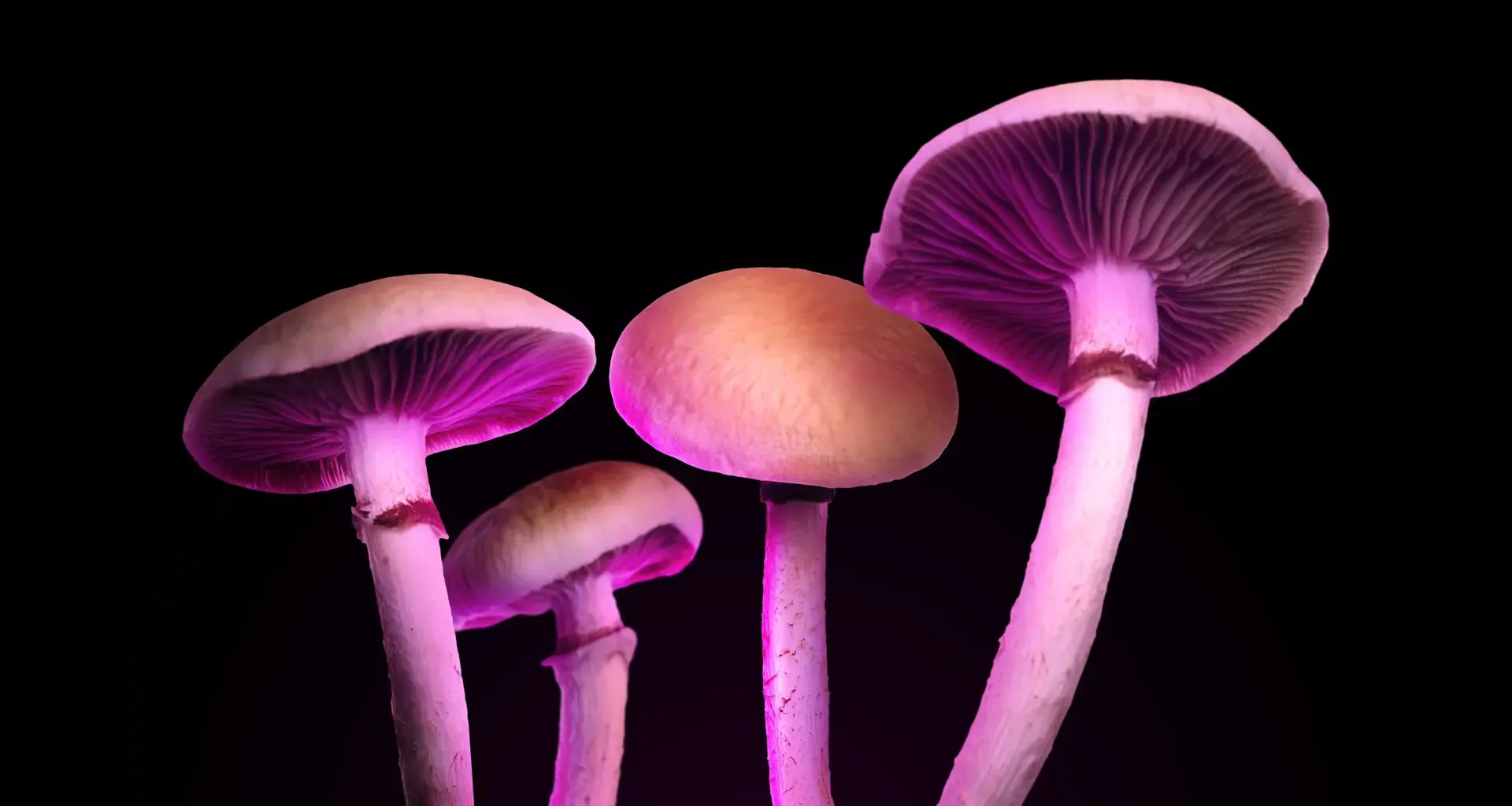 A new “magic mushroom” drug could treat depression without psychedelic hallucinations