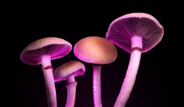 A new “magic mushroom” drug could treat depression without psychedelic hallucinations