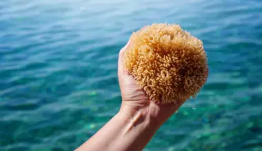 The first animals on Earth had no skeletons and that changes everything