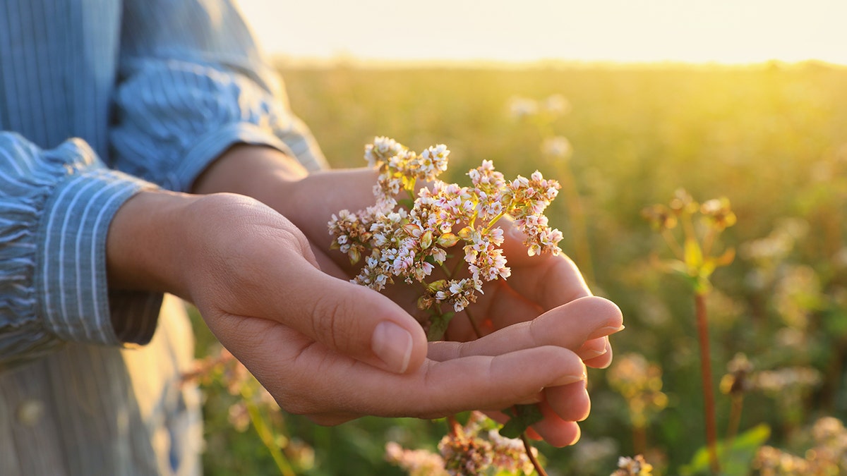 hands holding valerian flower
