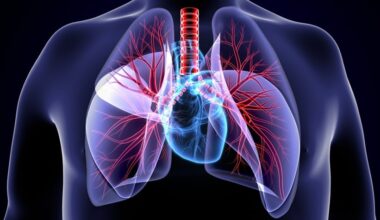 Illustration of the human chest showing transparent lungs and the heart with branching pulmonary blood vessels.