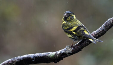 This rainy season has nearly washed us away · TheJournal.ie