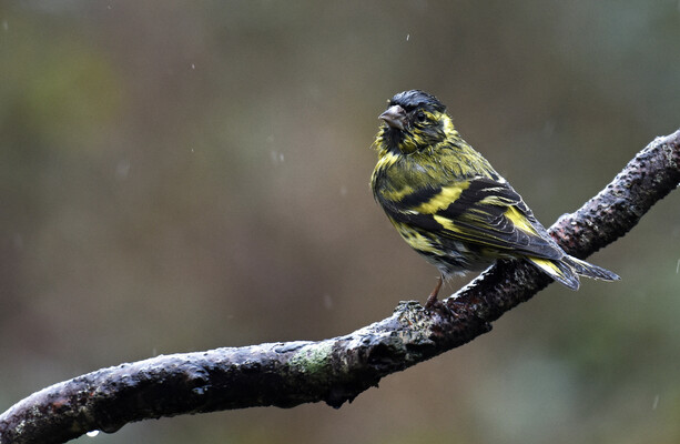 This rainy season has nearly washed us away · TheJournal.ie