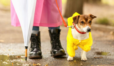 How much do you know about rain? · TheJournal.ie