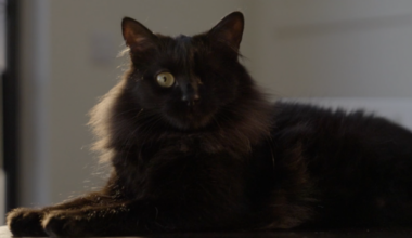 Meet Benji, the cat that was saved by his new family · TheJournal.ie