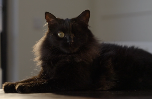 Meet Benji, the cat that was saved by his new family · TheJournal.ie