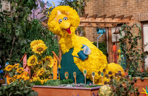 How much do you know about Big Bird? · TheJournal.ie