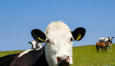 An Taisce goes to Europe to challenge Ireland's permission to spread manure