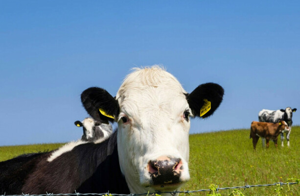 An Taisce goes to Europe to challenge Ireland's permission to spread manure