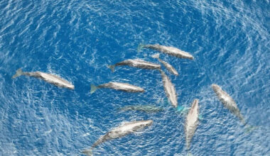 We've all had a rough day, this story about a whale birth is a nice pick-me-up - The Journal