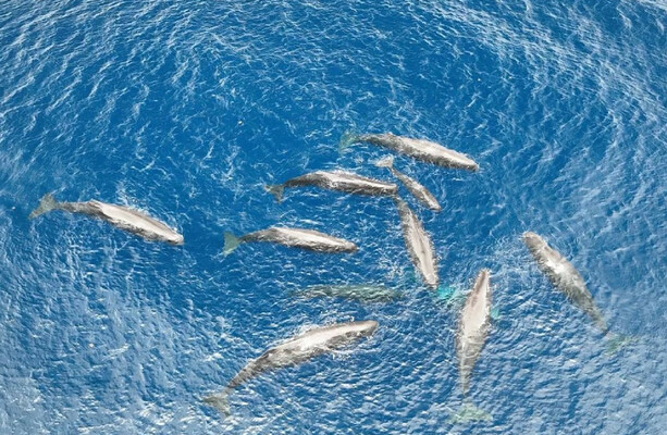 We've all had a rough day, this story about a whale birth is a nice pick-me-up - The Journal