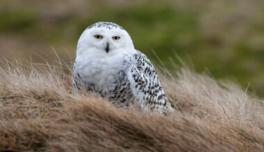 Forty new migratory species given international protection, UN agrees - The Journal