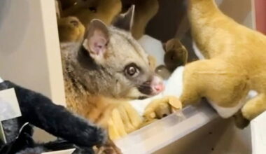 Hello possum! Creature appears among cuddly toys in Australian airport gift shop