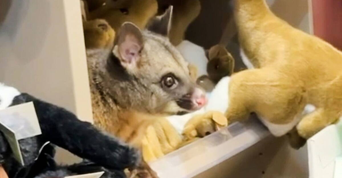 Hello possum! Creature appears among cuddly toys in Australian airport gift shop