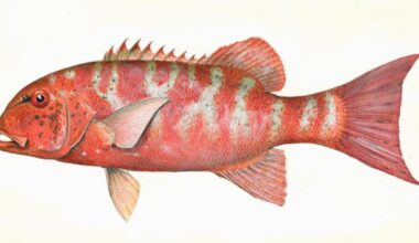 Ciguatera fish poisoning outbreak in Vanuatu