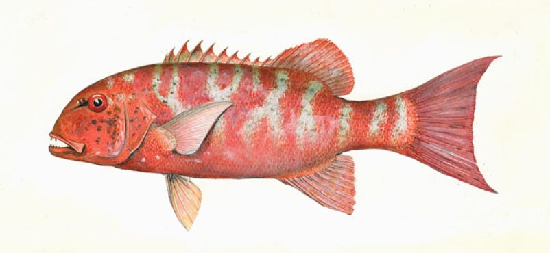 Ciguatera fish poisoning outbreak in Vanuatu