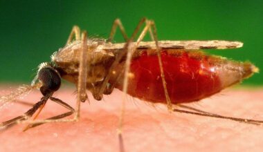 Namibia reports significant malaria resurgence in early 2026