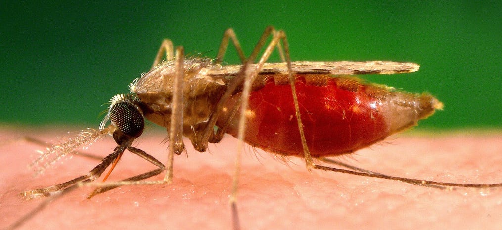 Namibia reports significant malaria resurgence in early 2026