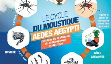 Dengue activity continues to intensify