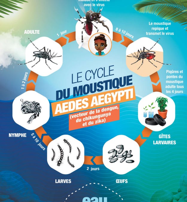 Dengue activity continues to intensify