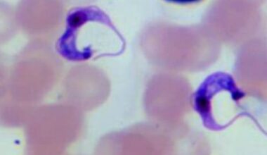 Benznidazole approved for treatment of Chagas disease