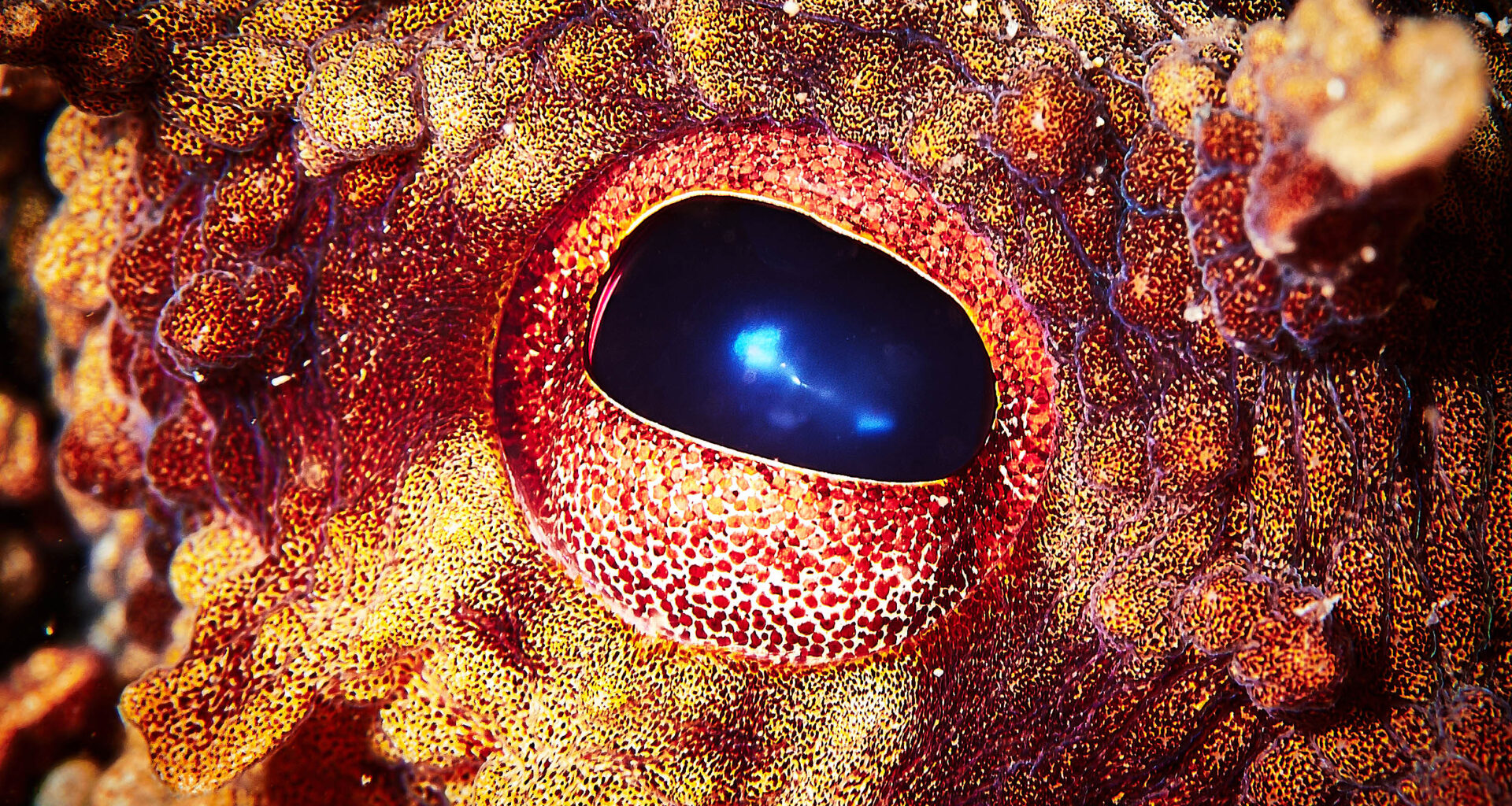 Which animal will replace humans as Earth’s dominant species?