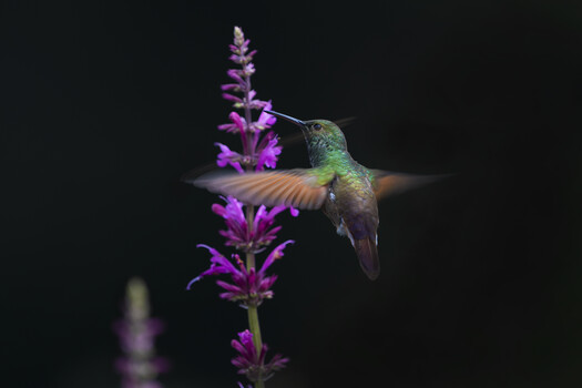 Hummingbird Photography: 10 Years of Lessons