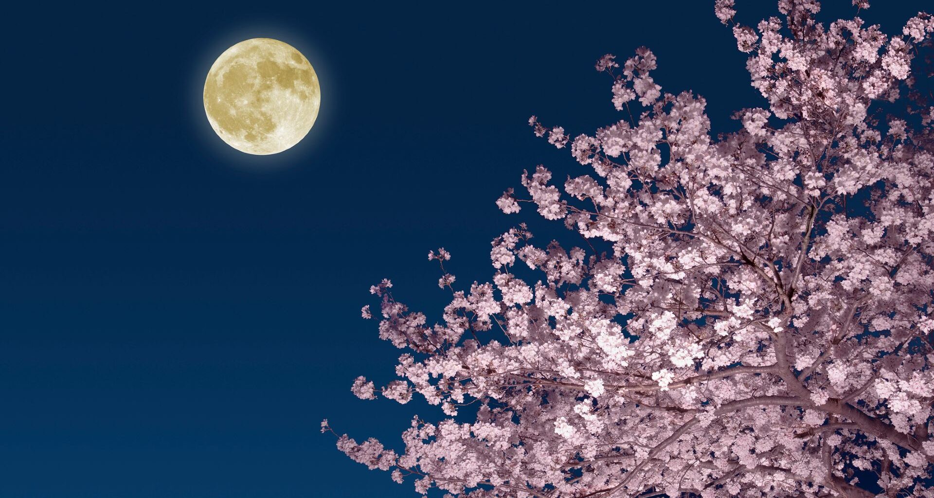 A glowing yellow full moon is seen in a dark blue sky with a pink blooming cherry tree below