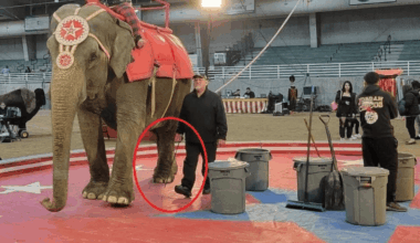 Jordan World Circus to Face PETA Uproar as Fight to Free Abused, Ailing Elephant Comes to Puyallup