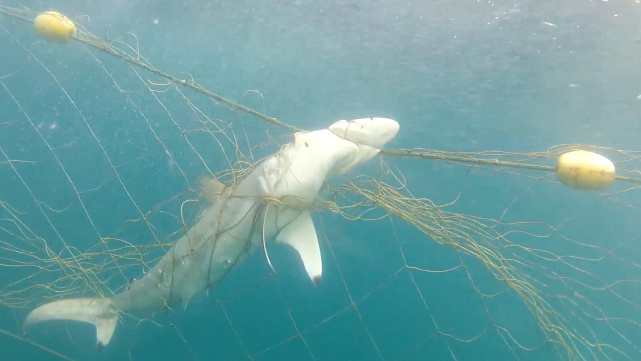 Proposed shark net near Club Med resort in South Africa sparks conservation clash
