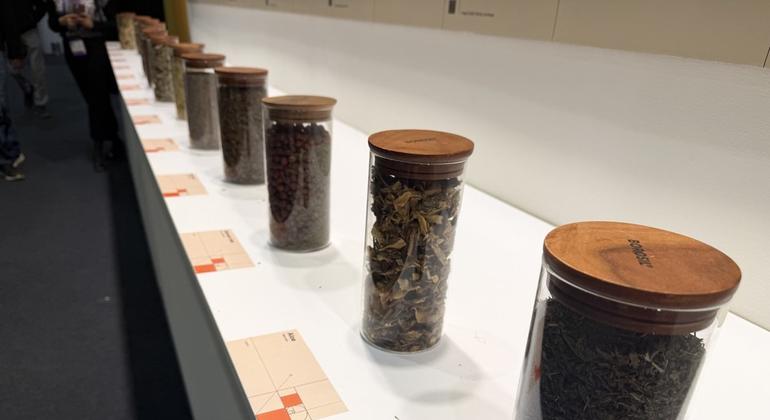 Why medicinal plants matter on World Wildlife Day