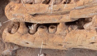 New Giant Mosasaur Species Discovered in Morocco