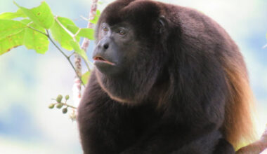 The mantled howler (Alouatta palliata) in Panama. Image credit: Ariel Rodriguez-Vargas / CC BY 4.0.