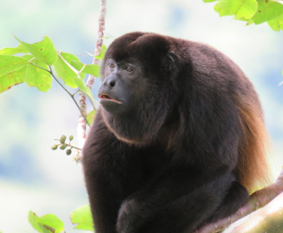 The mantled howler (Alouatta palliata) in Panama. Image credit: Ariel Rodriguez-Vargas / CC BY 4.0.