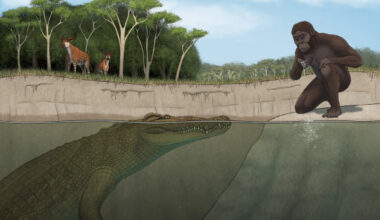 Crocodylus lucivenator overlapped with the famed Lucy and her hominin kin and would have hunted them. Image credit: Tyler Stone, University of Iowa.