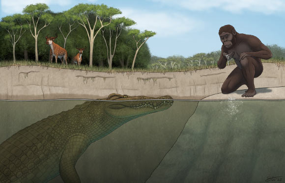 Crocodylus lucivenator overlapped with the famed Lucy and her hominin kin and would have hunted them. Image credit: Tyler Stone, University of Iowa.