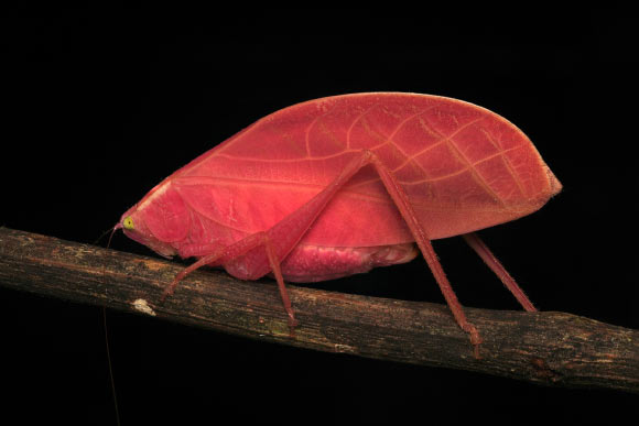 Intense hot pink morph of an adult female Arota festae photographed on March 27, 2025, on Barro Colorado Island, Panama. Image credit: Zeke W. Rowe.