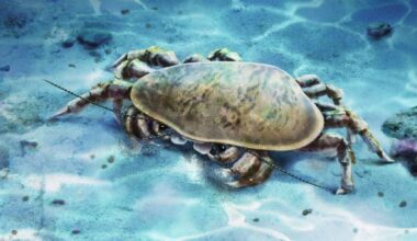 Early Triassic Cyclidan Crustacean Had Powerful Jaws