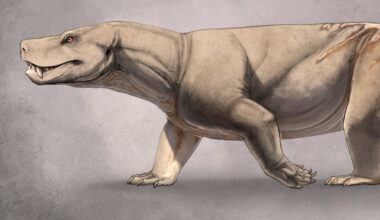 CT Scans Solve Decades-Old Mystery of Triassic Cynodont