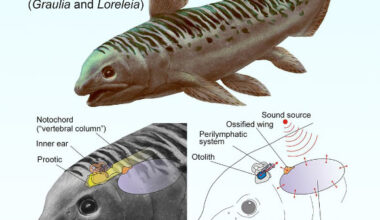 Reconstruction of a Triassic coelacanth schematically showing the otophysic connection linking the ossified lung to the inner ear and enabling underwater hearing. Image credit: A. Beneteau & L. Cavin, MHNG.
