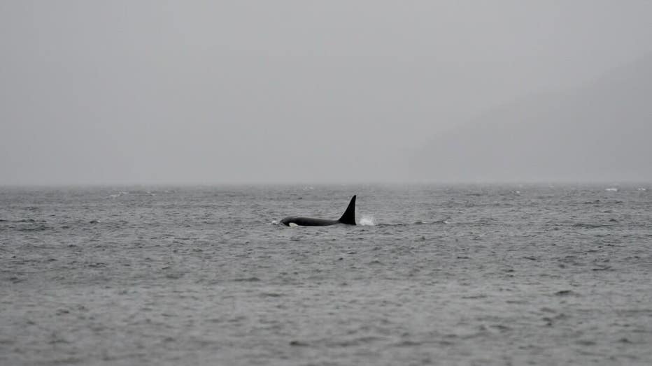 Mysterious Orca Pod In Salish Sea