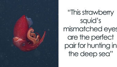 30 Alien-Like Deep-Sea Creatures That You Won’t Believe Exist