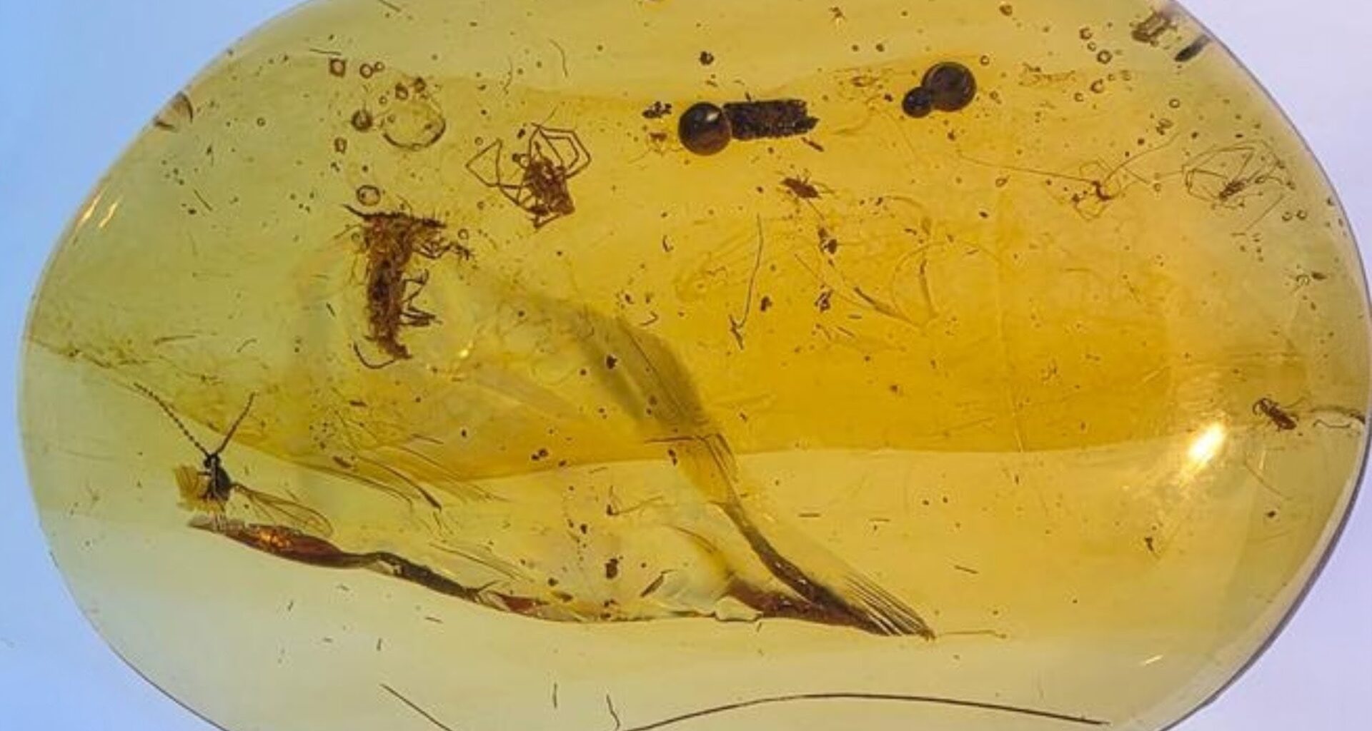 Insects in amber reveal moments from the age of dinosaurs