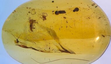 Insects in amber reveal moments from the age of dinosaurs